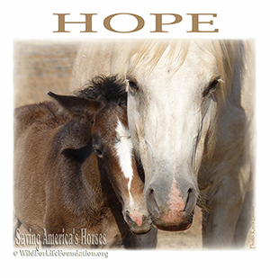 mama and baby mustangs saved from slaughter by WFLF